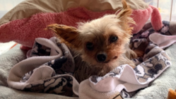 子宮蓄膿症になったメロンを助けて下さい‼︎ のトップ画像