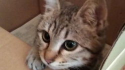 下半身不随で排便困難な保護猫コハルさんに、結腸摘出手術を。 のトップ画像