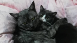 一匹でも多くの命を救いたい【野良猫保護の活動資金の支援】 のトップ画像