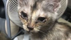 母親に飼育放棄された4匹の仔猫を救いたい！ のトップ画像