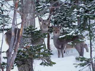 エゾシカ問題を無料のヒーローショーで伝え故郷の自然を守れ！ のトップ画像