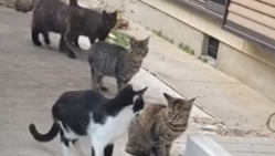 野良猫ちゃん達の保護、里親さん探し。 のトップ画像