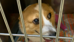 家族の手術費支援お願い致します。まだまだ元気です。 のトップ画像