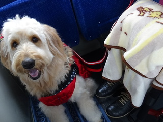 もっと日本をやさしくするための「ほじょ犬サミット」を6月開催 のトップ画像