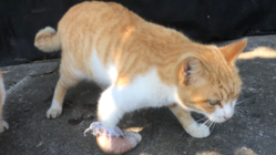 きぃちゃん失踪から1週間…いま私たちができることとは