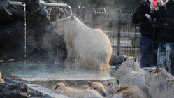 カピバラが温泉に！？湯田温泉のリラクゼーション効果はいかに。 のトップ画像