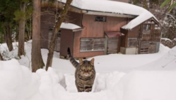 里山に人を呼ぶ！猫が見つけた古民家をリノベーション のトップ画像