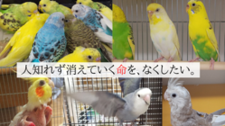 捨てられる命を他人事にしない！藤沢市で鳥の保護活動を続けたい