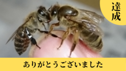 孫のように可愛いニホンミツバチの巣箱を補修し、飼育を続けたい のトップ画像