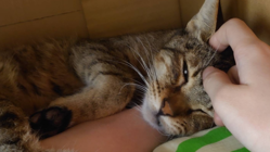 FIP猫伝染性腹膜炎の治療のご支援ご協力のお願い のトップ画像