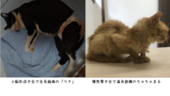 ちゃちゃまるの退院日が決まりました！