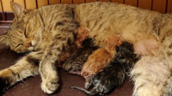 保護猫の妊娠、出産…母猫は猫エイズ。猫親子に適切な医療を。 のトップ画像