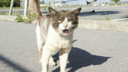 第6弾石垣島の捨てられた猫たちに治療を受けさせたい