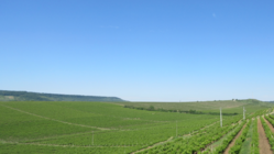 ルーマニアワインおよびワイン用ブドウ品種についての書籍の出版 のトップ画像