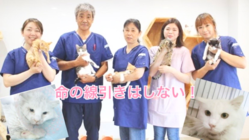 命の線引きはしない！年間600匹の猫を診療する動物病院、存続へ のトップ画像