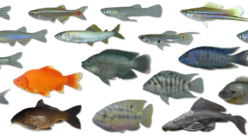 10年ぶりに沖縄島300水系を探る。外来魚図鑑新版へ！ のトップ画像