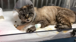 交通事故で足を粉砕骨折していた保護猫の手術費をご支援下さい！ のトップ画像