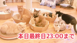 多発する犬猫の多頭飼育崩壊、不幸の連鎖を断ち切りたい のトップ画像