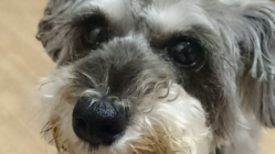 山形に移動トリミングカーを！愛するペットを笑顔にさせたい！ のトップ画像