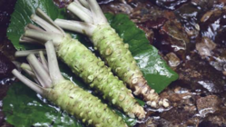 ワサビで救う地域と健康！！！ のトップ画像