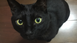 野良猫ちゃんの保護活動 のトップ画像