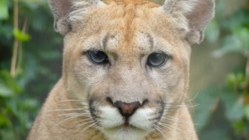 ピューマの新ペア応援プロジェクト のトップ画像