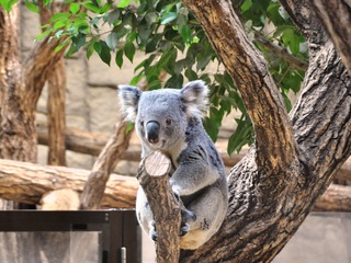 コアラを守りたい！～東山動植物園コアラ応援プロジェクト～ のトップ画像