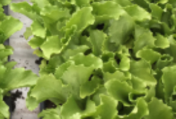 耕作放棄地解消ビジネス のトップ画像