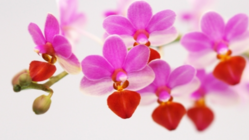 行き場を失った花の命を救いたい！ のトップ画像