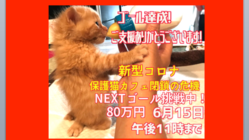 新型コロナ自粛により保護猫活動の危機 のトップ画像