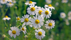 心身の健康をサポートする国産有機ハーブ雑貨を作りたい！ のトップ画像