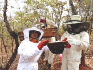 大洪水で壊滅したマラウイの養蜂場再建！巣箱を５０個製作したい のトップ画像