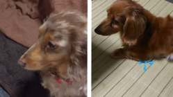 実家の乳癌の愛犬2匹の緩和ケア薬及び療養食の購入 手術不可 のトップ画像