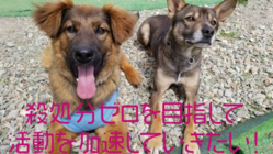 不景気の中でも活動継続し、殺処分ゼロ実現に向けて活動したい！ のトップ画像