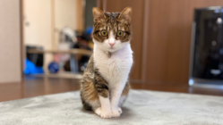 食道狭窄の子猫の命をつないで！小さなむぎの戦いに支えを… のトップ画像