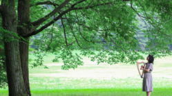 国産材ハープのパンフレットを作り、森の再生に貢献したい のトップ画像