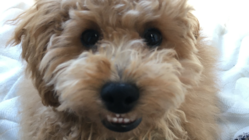 希望の光を保護犬マルにください！！ のトップ画像