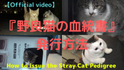 『野良猫に血統書を発行』YouTube内にて発行