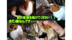 不正咬合になったうちのモルモットを助けてください！ のトップ画像