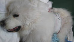 緊急です。愛犬の手術費用の支援をお願い致します。 のトップ画像