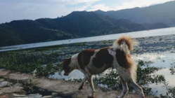 ロックダウンに負けるな！ネパールのわんこ応援プロジェクト！ のトップ画像