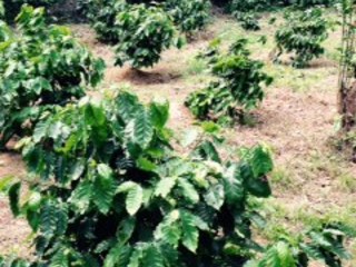 沖縄の耕作放棄地をオーナー制のコーヒー農園にしたい！ のトップ画像