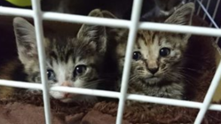 過酷な環境で生きてきた、保護ねこたちに猫らしい環境を。。。 のトップ画像