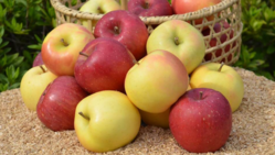 無肥料・減農薬・樹上完熟のもひかん林檎をお届けしたい！ のトップ画像