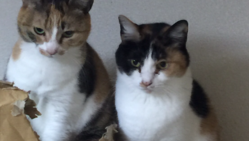 慢性腎不全のくみんの治療費、検査代をご支援下さい。 のトップ画像