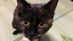 保護猫サビィちゃんに右前脚の手術をうけさせてあげたい のトップ画像