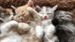 コロナ危機。茨城の猫カフェ＆保護活動存続のご支援のお願いです のトップ画像