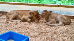 ストレスのない牛の生活環境を作りたい のトップ画像