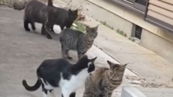 野良猫ちゃんを助けたい のトップ画像