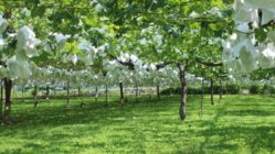 シャインマスカット美味しさ増強プロジェクト のトップ画像